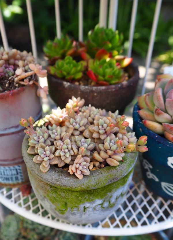 小さな寄せ植え♪姫秀麗 姫秀麗の小さなお家・・・ピンクでプクプク♪ : ロココのやさしい時間