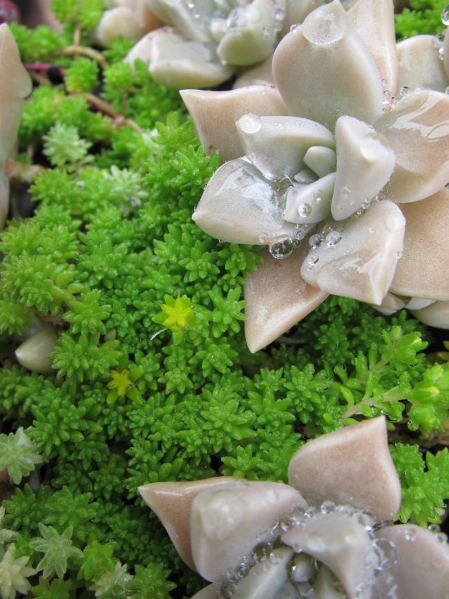 商舗 多肉植物 セダム モリムラマンネングサミルクゥージ ④ iauoe.edu.ng