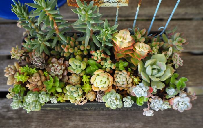 〆 白雪① mi（寄せ植えアイコン）さん専用 白雪ミセバヤの寄せ植え : ロココのやさしい時間