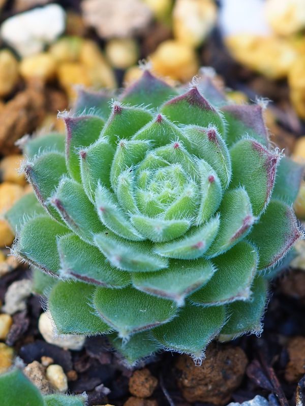 多肉植物 ロココのやさしい時間