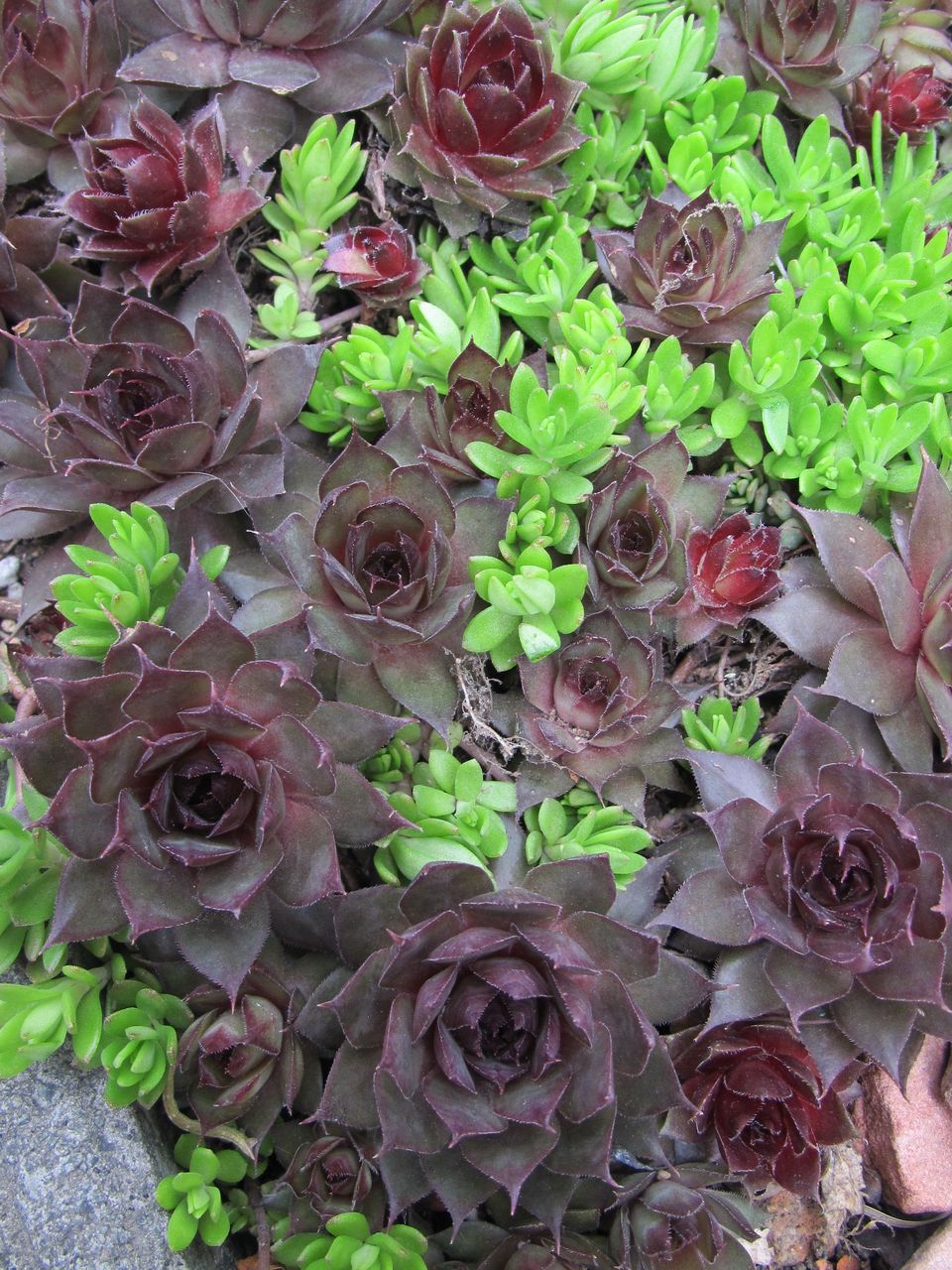 植えっぱなしの庭の多肉 ロココのやさしい時間 植えっぱなしの庭の多肉 ロココのやさしい時間