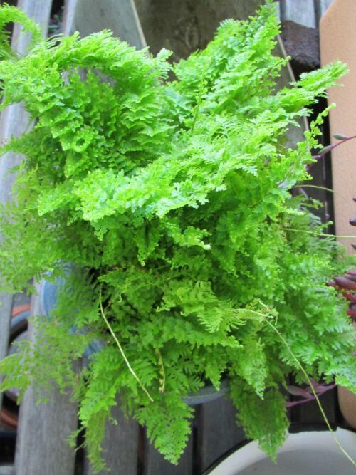 ネフロレピシス マリサ ロココのやさしい時間