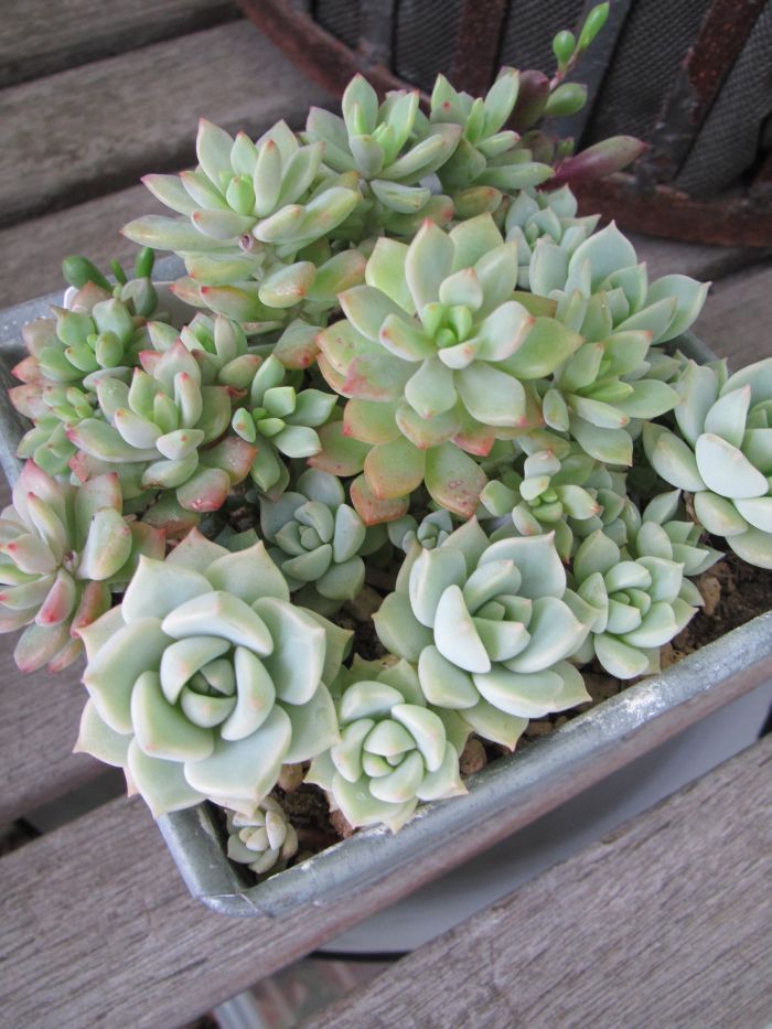 多肉植物 白牡丹の寄せ植え シンプルな王道ロゼット「白牡丹」を育てる |