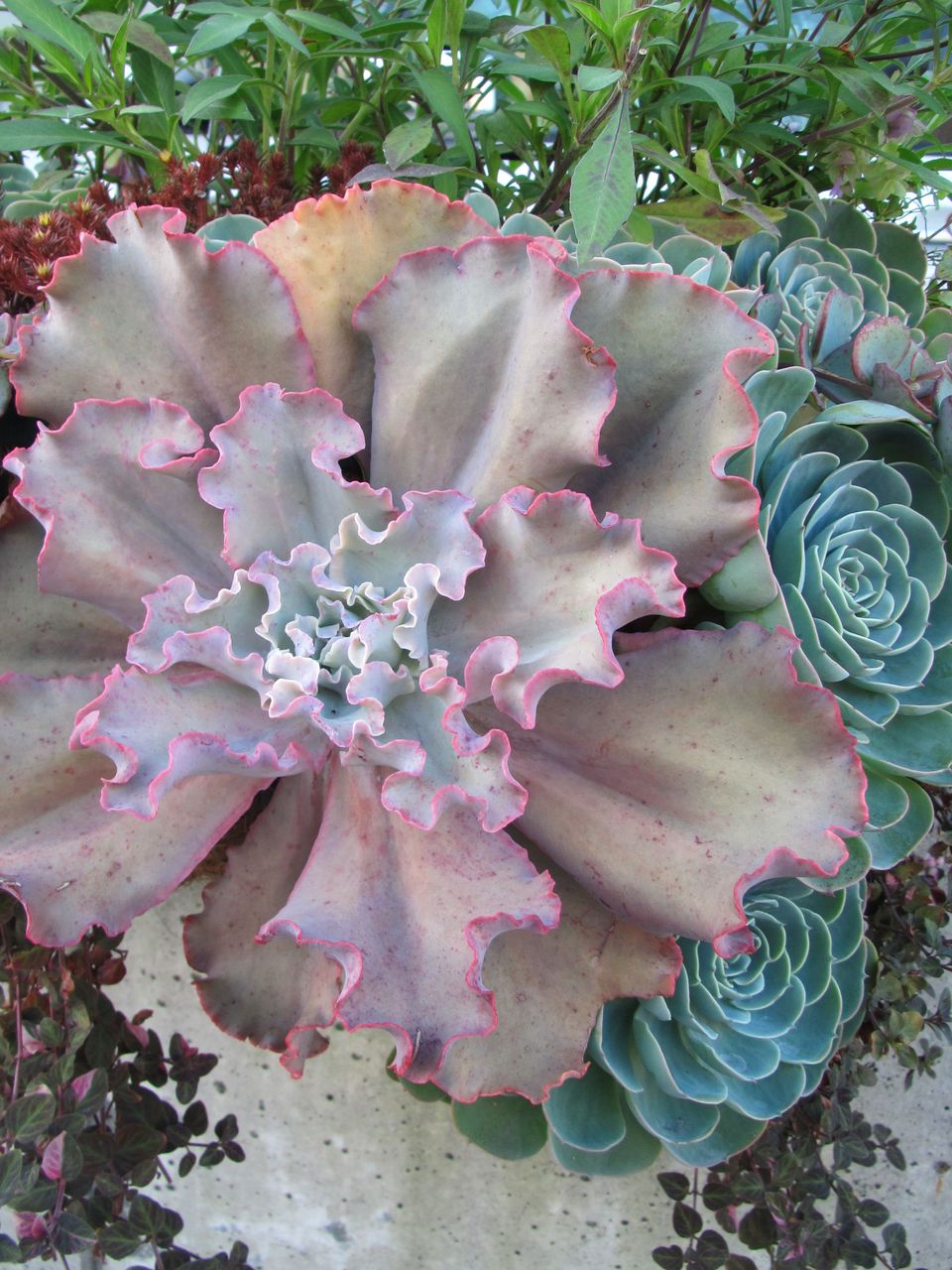 高砂の翁の紅葉 ロココのやさしい時間