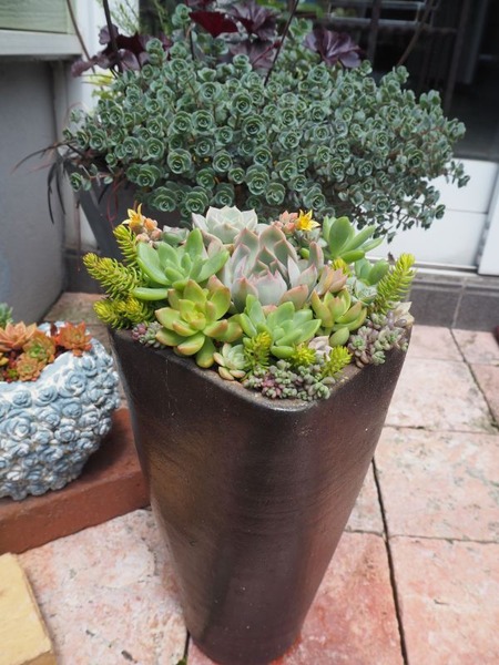 長鉢の寄せ植え2