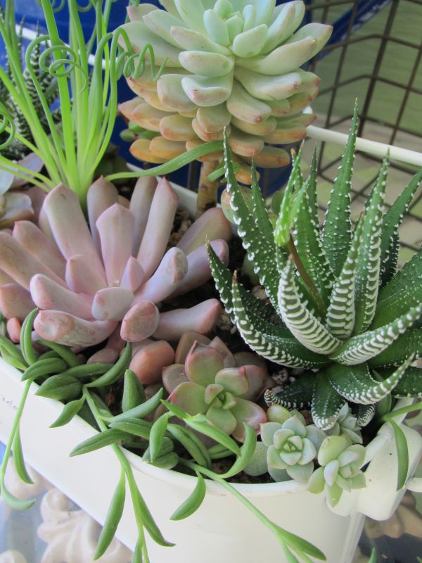 今年初 新作寄せ植え 十二の巻 ロココのやさしい時間