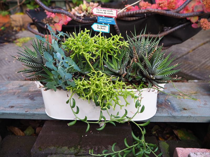 リプサリス 青柳の寄せ植え・・・3鉢 : ロココのやさしい時間