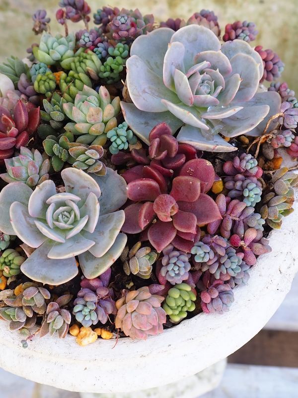 パープルヘイズの寄せ植え・・・9月 : ロココのやさしい時間