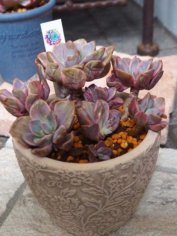 ミセスリチャード錦 群生(5頭) 【公式通販】