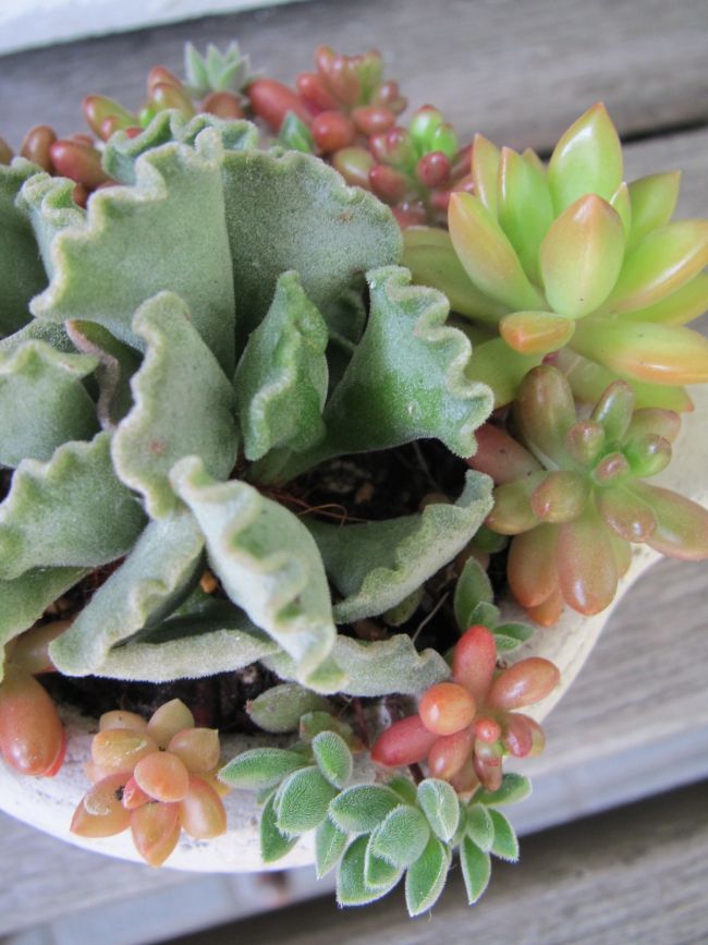 楊貴妃の扇 ようきひのおうぎ の寄せ植え ロココのやさしい時間