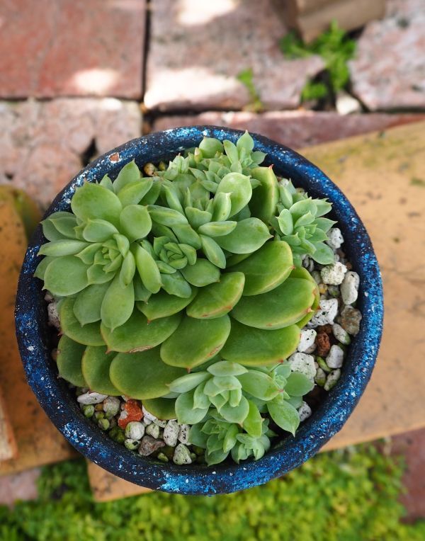 ライムアンドチリ(抜き苗)   多肉植物 エケベリア ライム＆チリ（抜き苗） | 多肉植物のネットショップ ST Farm