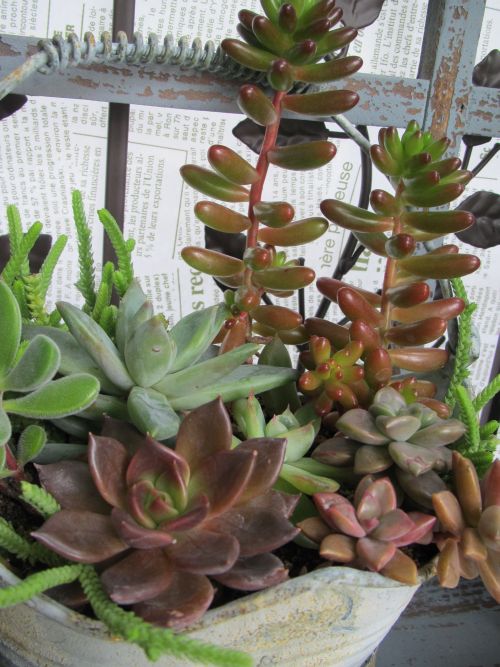 ﾃｰﾌﾞﾙに載せて多肉のフルコースはいかが ロココのやさしい時間