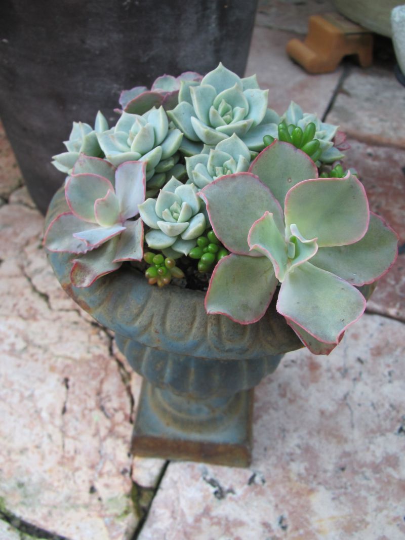 高砂の翁 子株のエレガントな寄せ植え ロココのやさしい時間