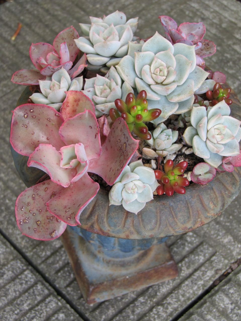 高砂の翁 子株の寄せ植え色付く秋 ロココのやさしい時間