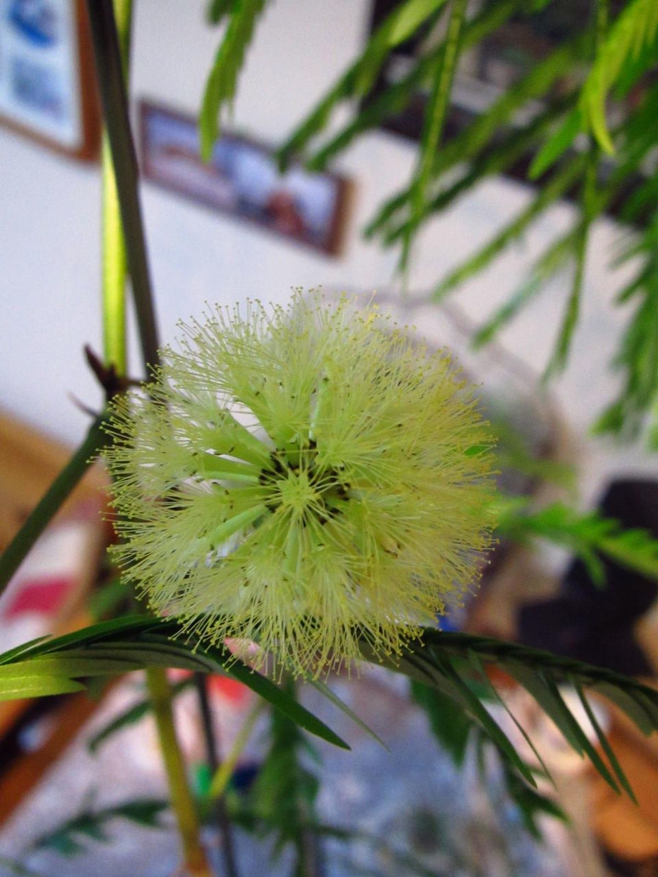 エバーフレッシュの花 ロココのやさしい時間