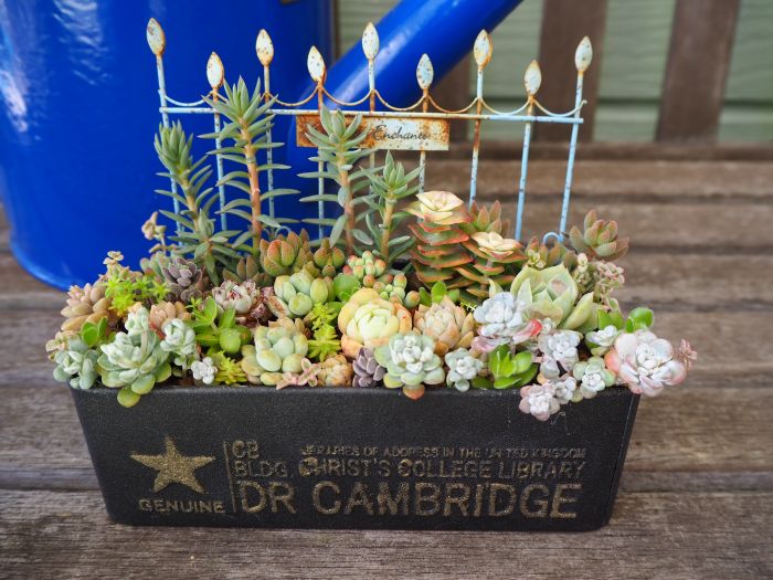 白雪ミセバヤの寄せ植え 可愛い5月 ロココのやさしい時間 白雪ミセバヤの寄せ植え 可愛い5月 ロココのやさしい時間