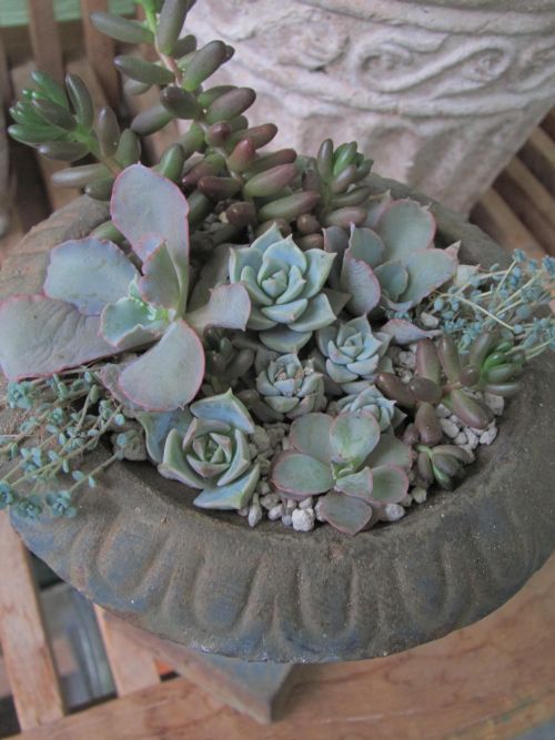 白牡丹の寄せ植え ロココのやさしい時間