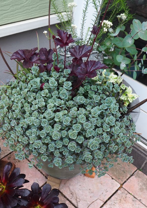 日高ミセバヤの寄せ植え 21 ロココのやさしい時間