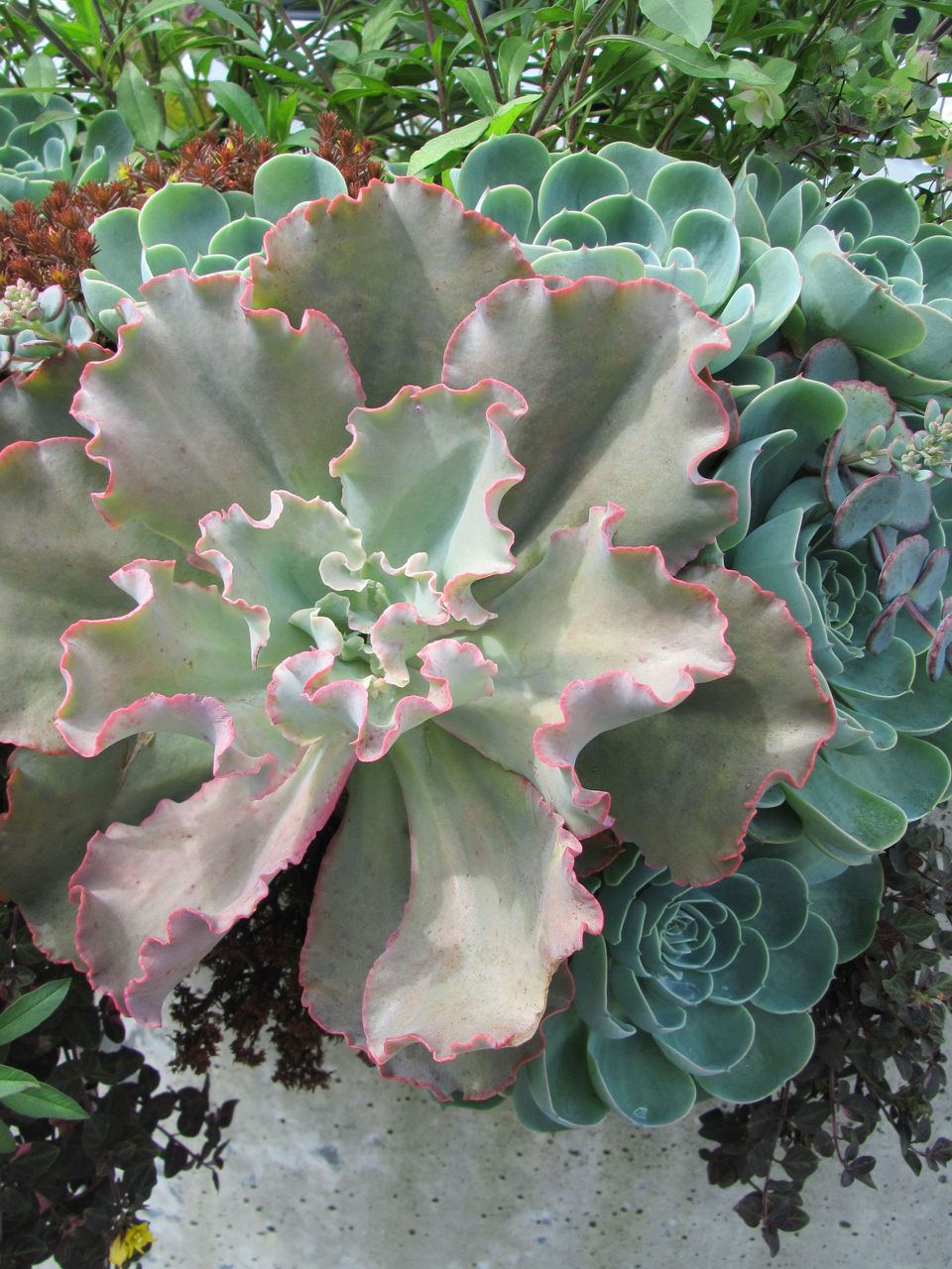 七福神 高砂の翁 ゴージャスなお姿に ロココのやさしい時間