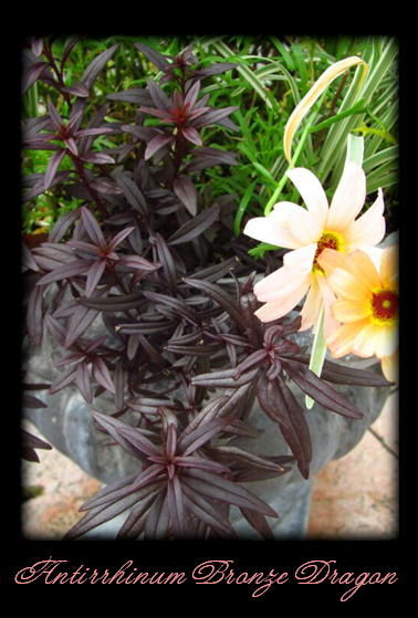 銅葉キンギョソウ ブロンズドラゴン ロココのやさしい時間