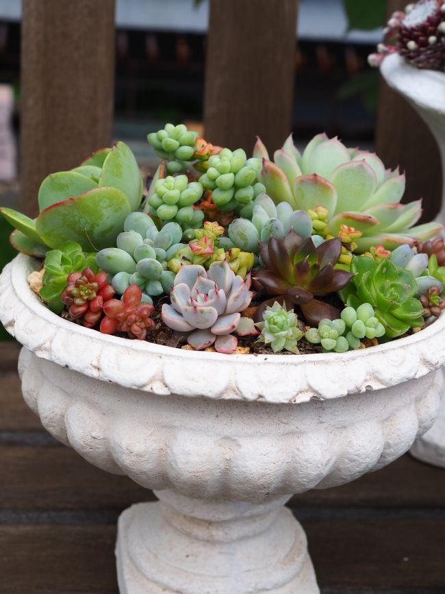 白い鉢ブルー系の寄せ植え ロココのやさしい時間