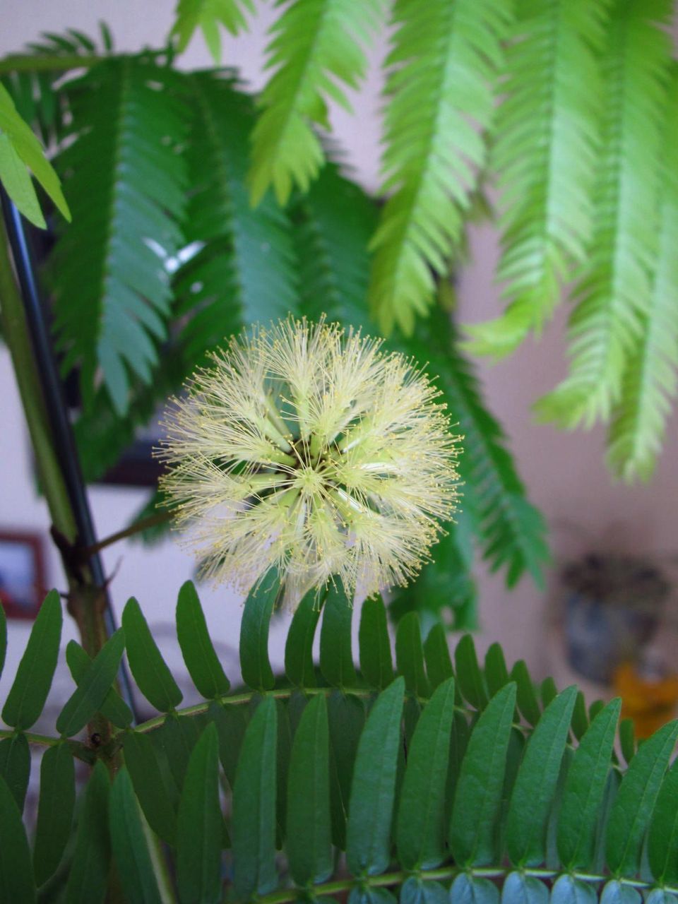 エバーフレッシュの花 ロココのやさしい時間