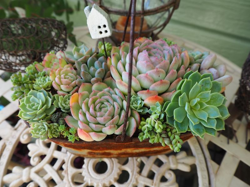 花月夜の寄せ植え 仕立て直し ロココのやさしい時間