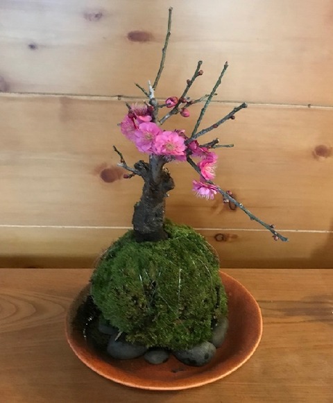 梅苔玉 完成