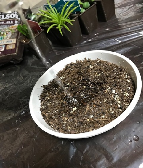 ネルソルに水