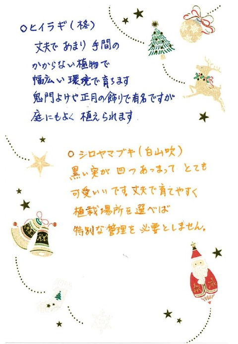 手書 ヒイラギ・シロヤマブキ紹介