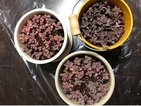 多肉植物