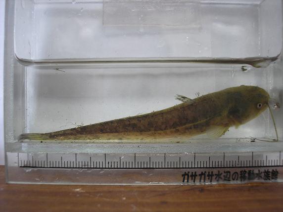 家の水槽や今年採れた魚を晒して１年を振り返る ｂｅｓａｎの歴史探訪