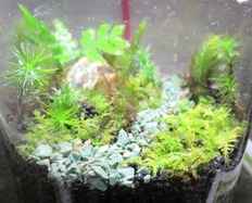 苔テラリウム小道1