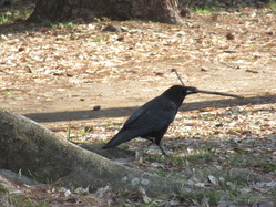 6.カラス