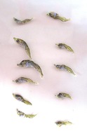 チリモン10