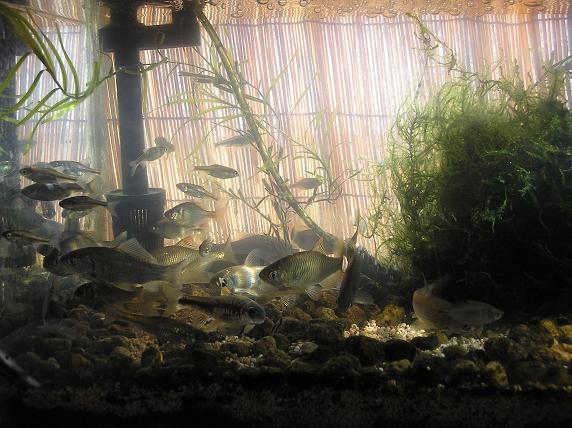 家の水槽や今年採れた魚を晒して１年を振り返る ｂｅｓａｎの歴史探訪