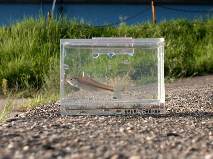 ガサガサ採集 暁の再出撃編 ｂｅｓａｎの歴史探訪