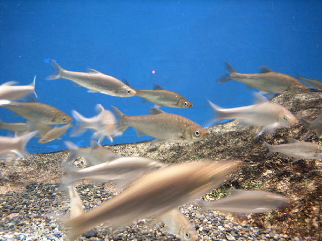 日本にもいる草食の魚 ｂｅｓａｎの歴史探訪