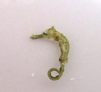 チリモン8タツノオトシゴ