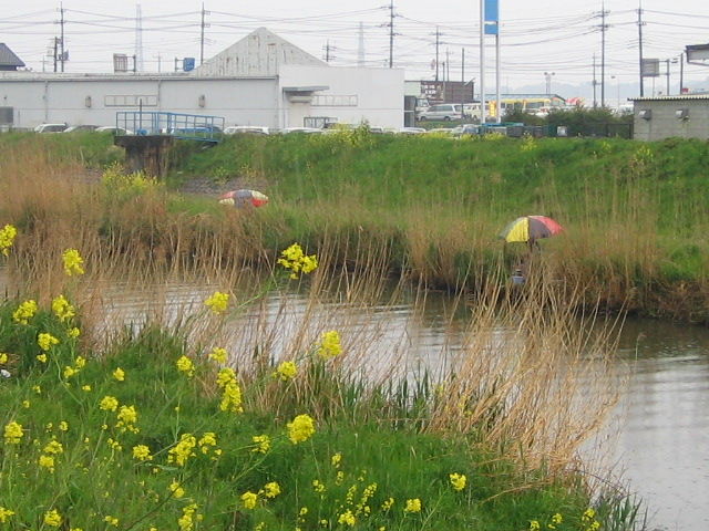 小美玉市園部川 弱虫店長 タナゴ釣り日記