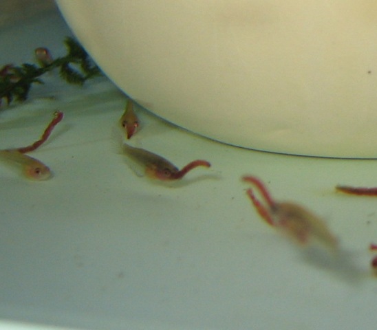 稚魚ふ化２０日目 赤虫を食べれるようになった ももくんのベタ育成日記
