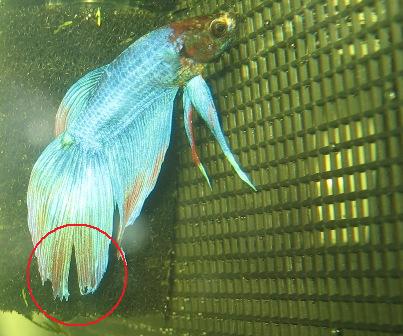 ベタ飼育１８日目 尾腐れ病 ももくんのベタ育成日記