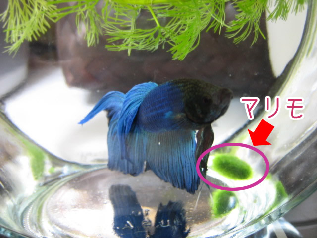 マリモ ベタと４畳半１リットル