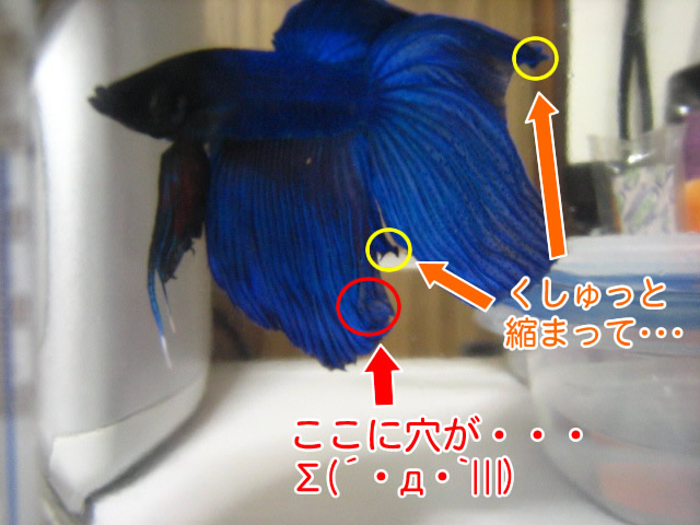 チャンドンゴン塩浴中 ベタと４畳半１リットル