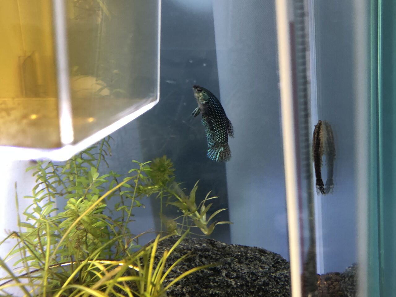 アクアリウム観察記録no 6 ベタのベリスラ治療 クロの熱帯魚飼育記 アクアリウム観察記録no 6 ベタのベリスラ治療 クロの熱帯魚飼育記