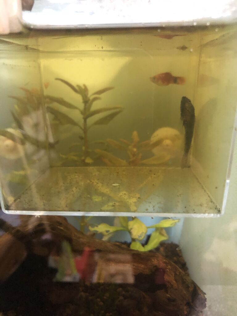 アクアリウム観察記録no 6 ベタのベリスラ治療 クロの熱帯魚飼育記 アクアリウム観察記録no 6 ベタのベリスラ治療 クロの熱帯魚飼育記