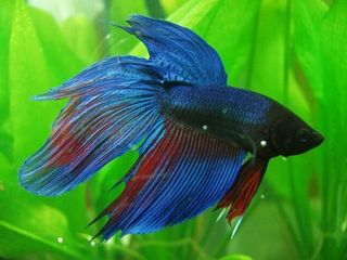ワイルドベタ ベタの飼い方 繁殖 病気など ワイルドベタ ベタの飼い方 繁殖 病気など