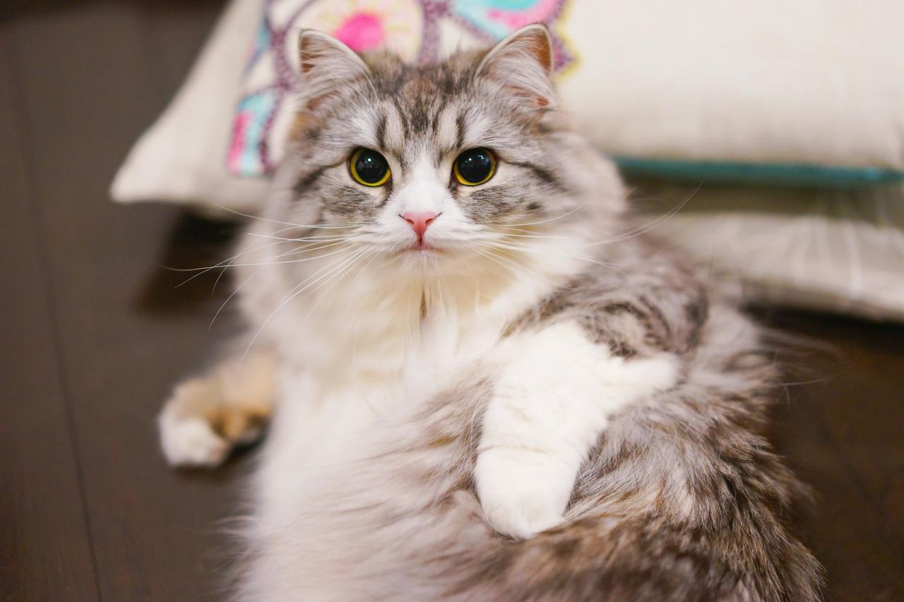 可愛い写真付き 猫を愛した偉人たちの名言10選を知る 猫とより良く暮らす