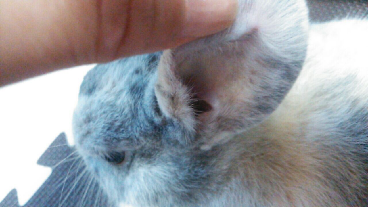 耳 掃除 うさぎ