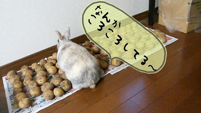 うさぎの突然死に思うこと さくらとももこ